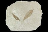Two Nice Fossil Leaves - Green River Formation, Utah #110384-1